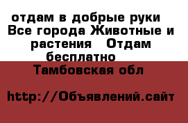 отдам в добрые руки - Все города Животные и растения » Отдам бесплатно   . Тамбовская обл.